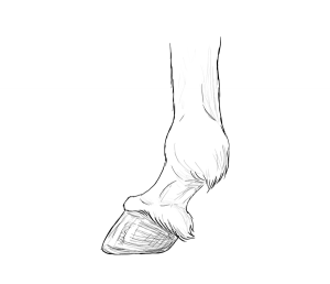 Horse Hoof